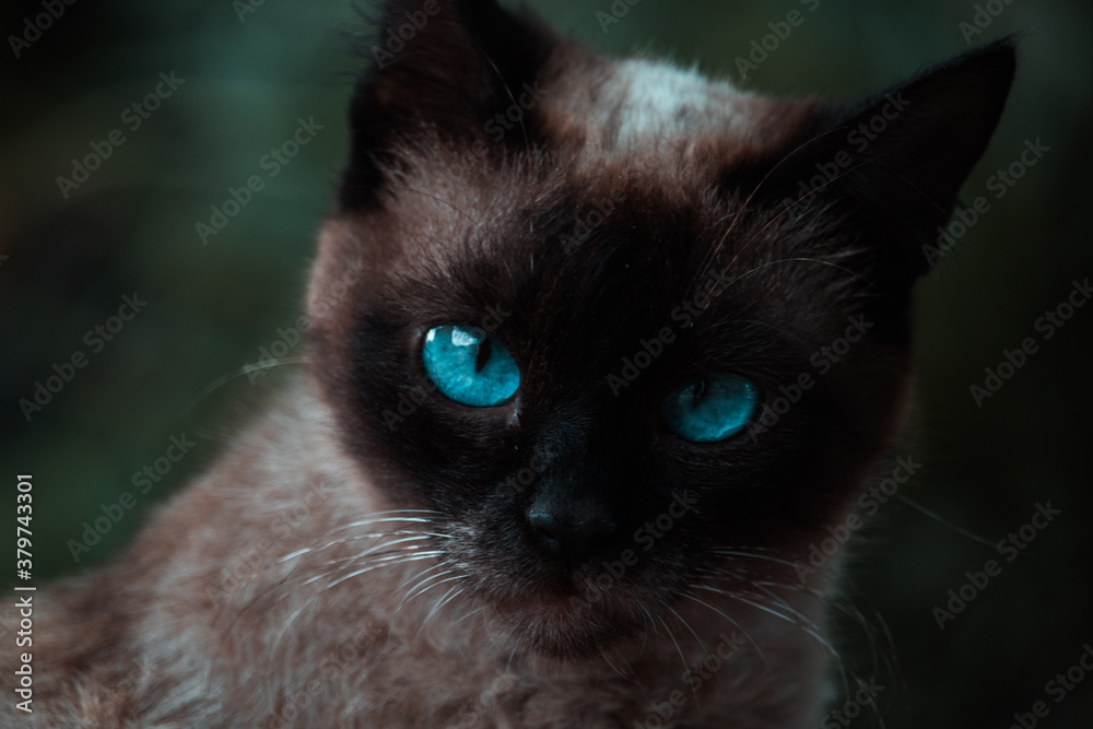 Siamese cat with blue eyes on nature