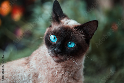 with blue eyes on nature Siamese cat