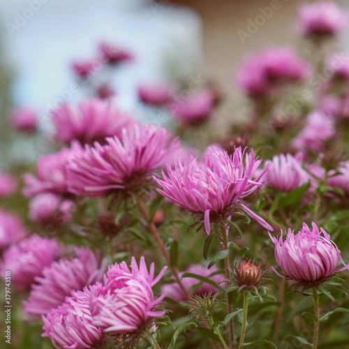 Selective focus to pink Chrysanthemum on blurred garden flower bed background. Autumn chrysanthemum flowers in city park. Colorful pink autumnal chrysanthemum background.