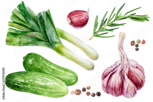 Garlic rosemary cucumbers leek peppercorns set watercolor painting isolated on white background photo