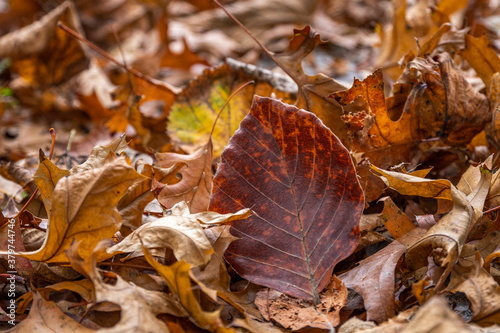Red leaf of beech surrounded by dried autumn foliage.