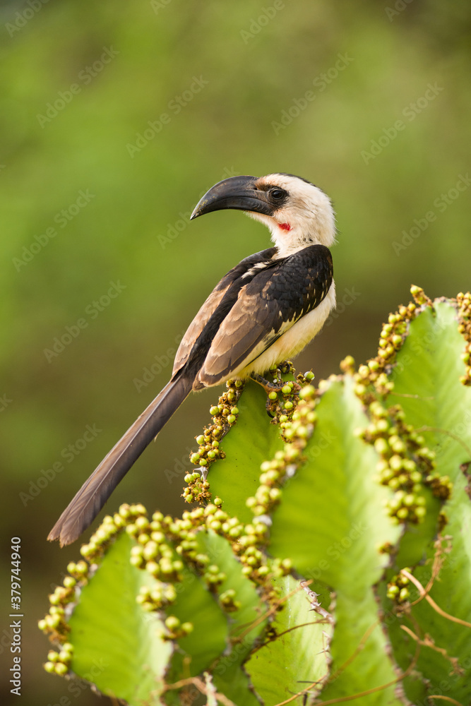 Female Jackson's hornbill (Tockus jacksoni) resting on a Candelabra tree (E. candelabrum), Tsavo, Kenya Female Jackson's hornbill (Tockus jacksoni) resting on a Candelabra tree (E. candelabrum), Tsavo, Kenya