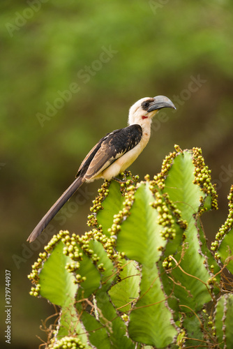 Female Jackson's hornbill (Tockus jacksoni) resting on a Candelabra tree (E. candelabrum), Tsavo, Kenya