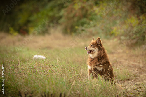 Lapponian herder seated