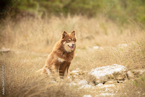 Lapponian herder seated