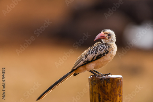 Male Jackson's hornbill (Tockus jacksoni) resting on a wooden railing, Tsavo, Kenya