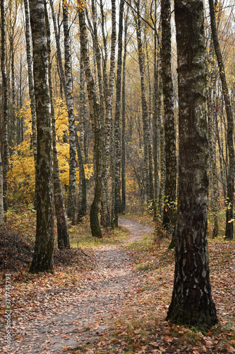 Path in autumn birch forest © kyrychukvitaliy