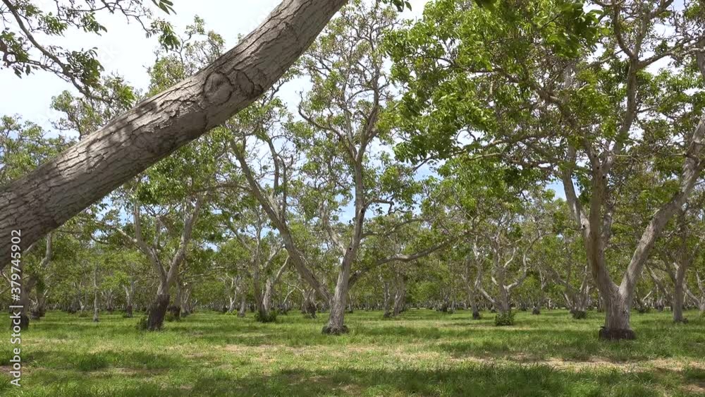 Establishing shot of a walnut orchard at an agriculture farm in Central California. Establishing shot of a walnut orchard at an agriculture farm in Central California.