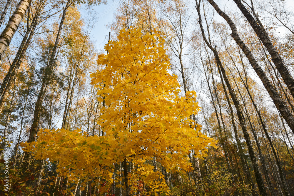 Fototapeta premium Tree with bright yellow leaves standing out in the autumn forest.