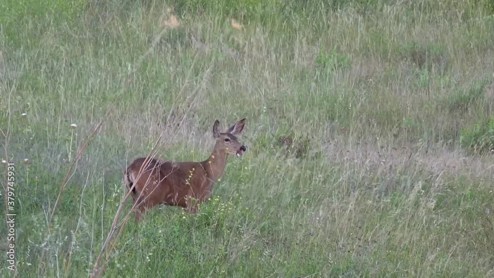 A deer looks up while eating in wild grass blowing in the wind on a ranch in Santa Ynez, Santa Barbara, California.
