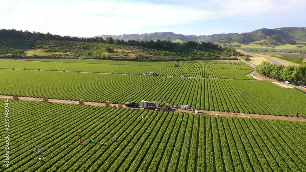 Excellent aerial of vast commercial California farm fields with migrant immigrant Mexican farm workers picking crops, immigration and manual labor. Excellent aerial of vast commercial California farm fields with migrant immigrant Mexican farm workers picking crops, immigration and manual labor.