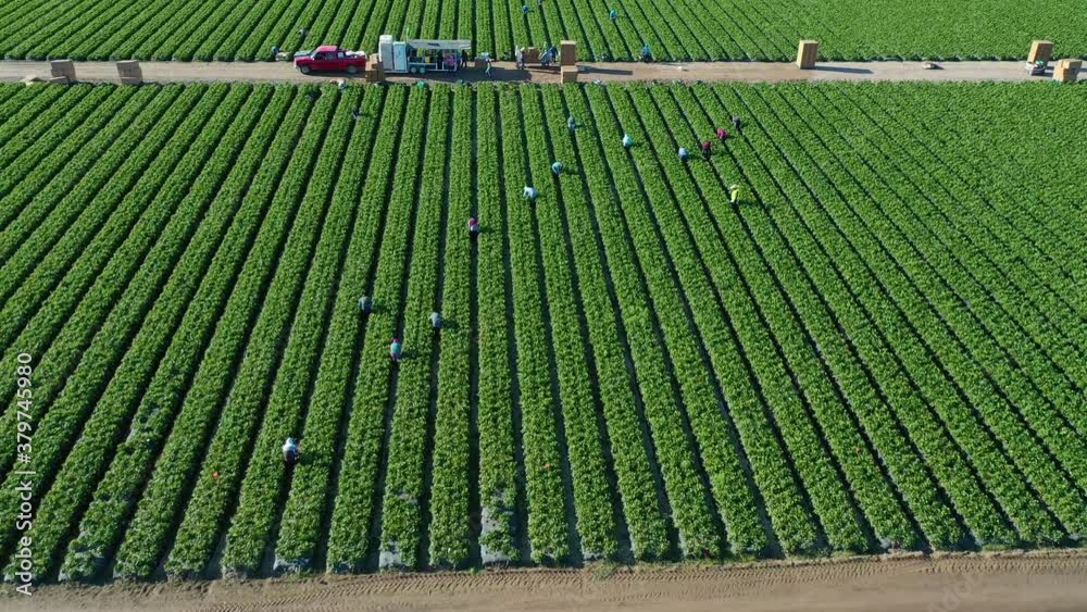 Excellent aerial of vast commercial California farm fields with migrant immigrant Mexican farm workers picking crops, immigration and manual labor.