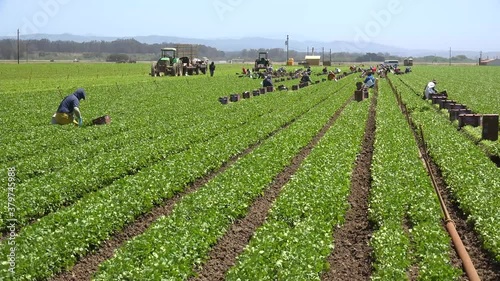 Migrant Mexican and hispanic farm workers labor in agricultural fields picking crops vegetables suggests immigration and hard work.