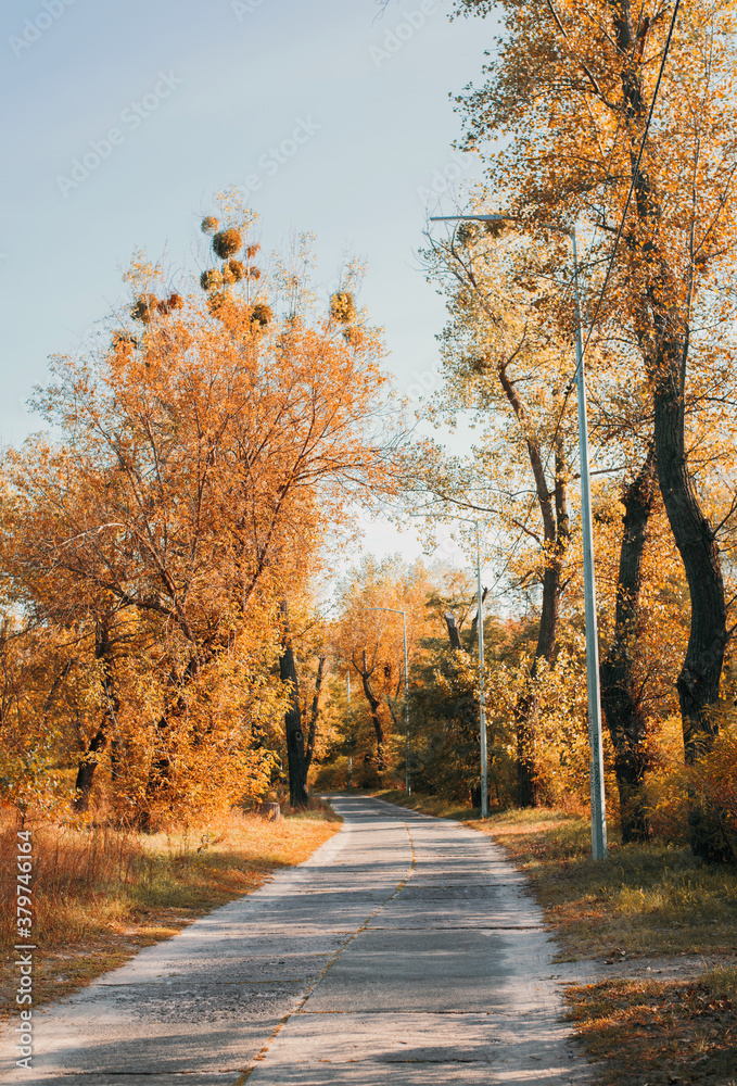 park and yellow and green trees. The beginning of autumn. road to distance and blue sky. vertical photo. alley