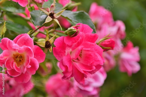 pink rose bush