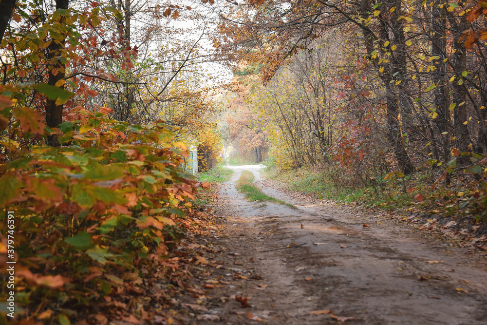 Rural road in the autumn forest