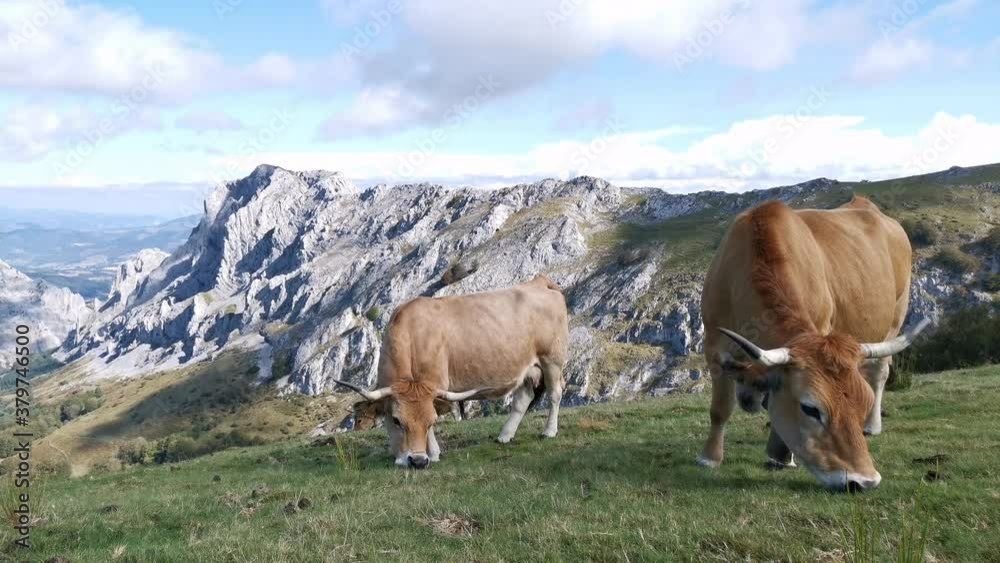 Cow grazing quietly in the meadows of Urkiola Cow grazing quietly in the meadows of Urkiola