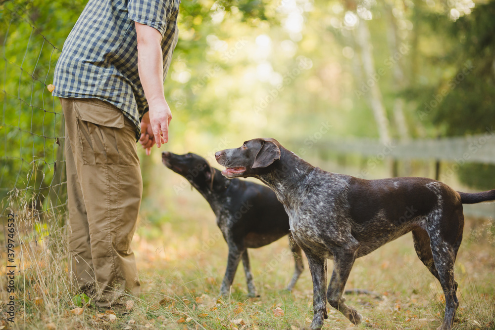 two german pointer dogs training with the owner, looking at the owner two german pointer dogs training with the owner, looking at the owner