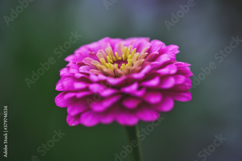 Pink Zinnia in its flowering period close-up.