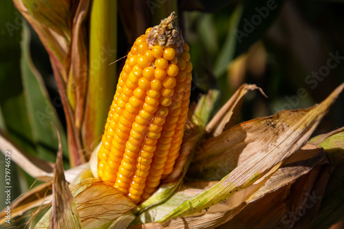corn on the cob before harvest. Summertime, sunny light.