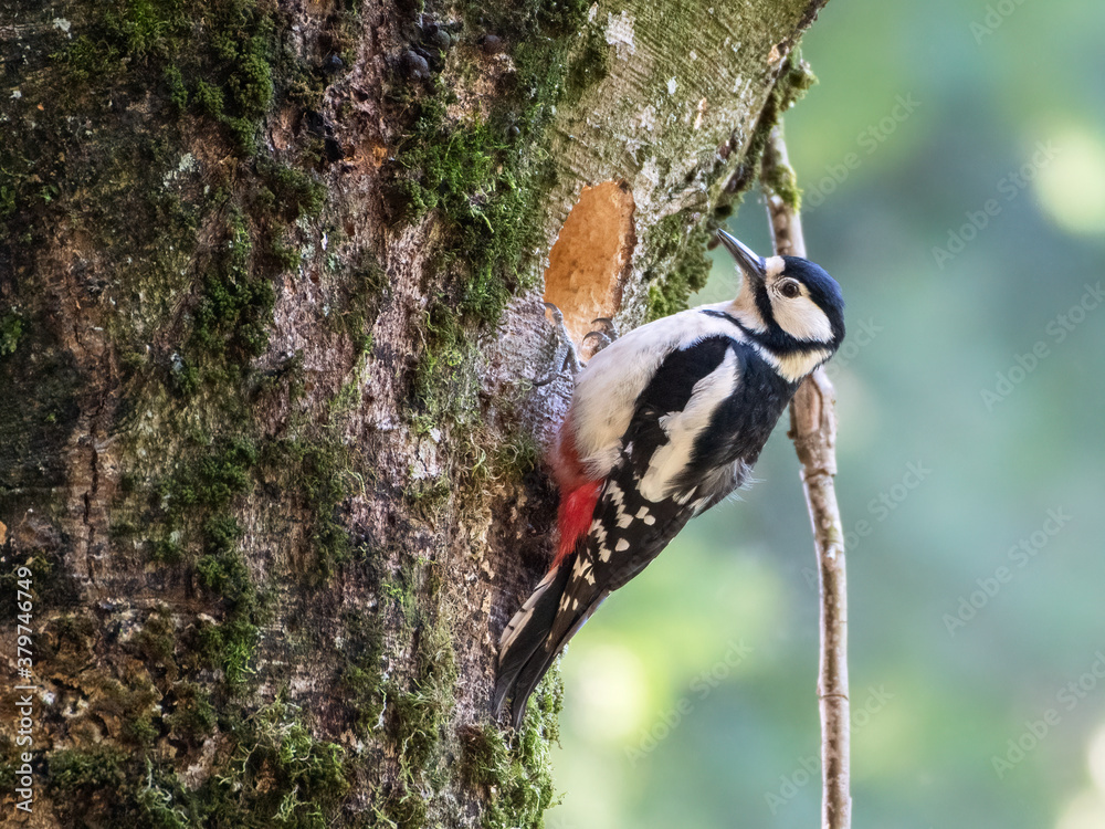 Fototapeta premium Great Spotted Woodpecker