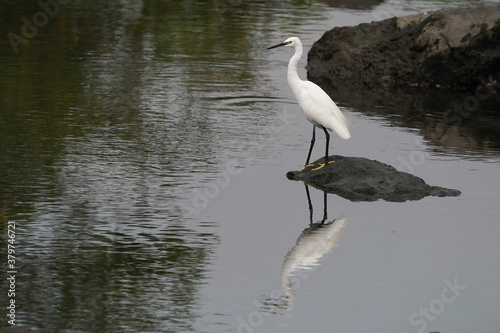egret in water © Matthewadobe