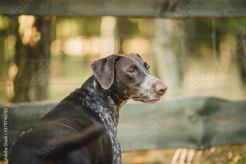 German pointer portrait on a sunnyy weather  photo