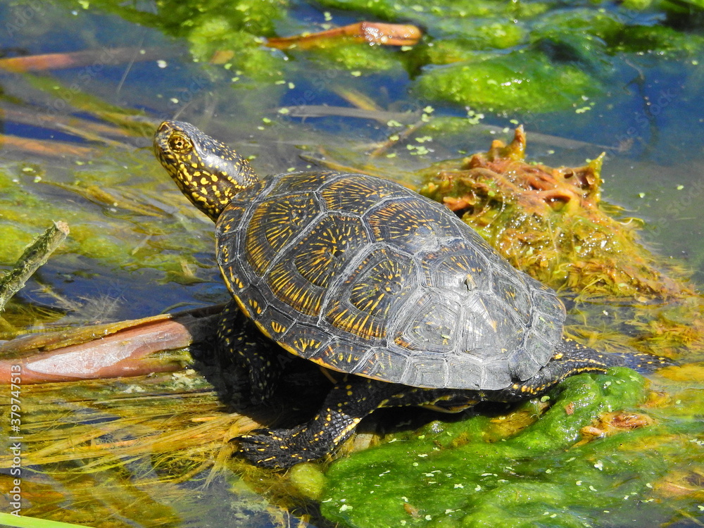European Pond Turtle (Emys orbicularis) European Pond Turtle (Emys orbicularis)