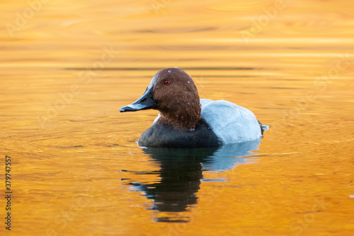 Common Pochard Duck photo