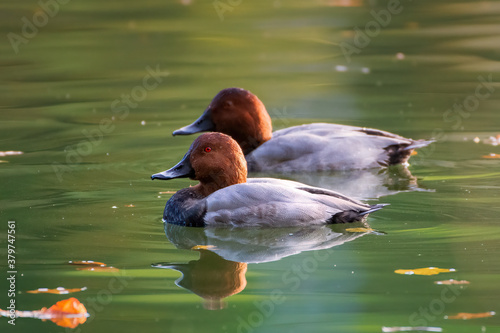 Common Pochard Duck photo