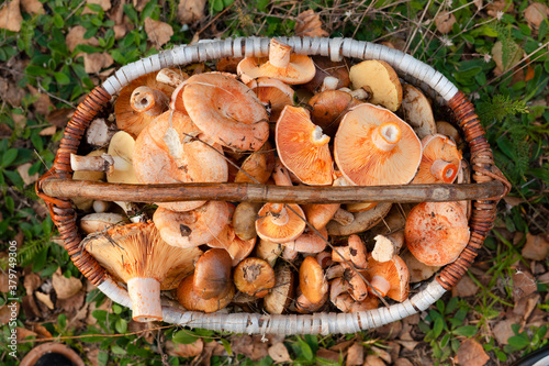 Edible mushrooms. A basket of edible mushrooms.