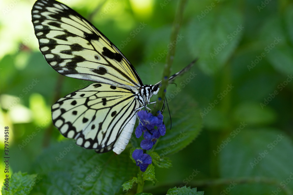Fototapeta premium Butterfly on a leaf 