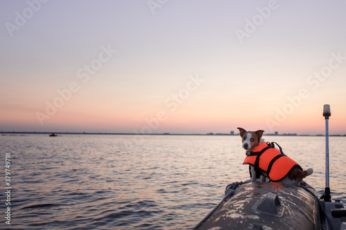 dog in a life jacket in a boat. Jack Russell Terrier sea voyage. pet in travel