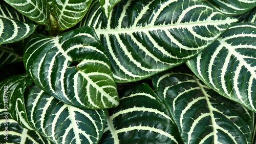 Zebra leaf. Natural background. © Marek
