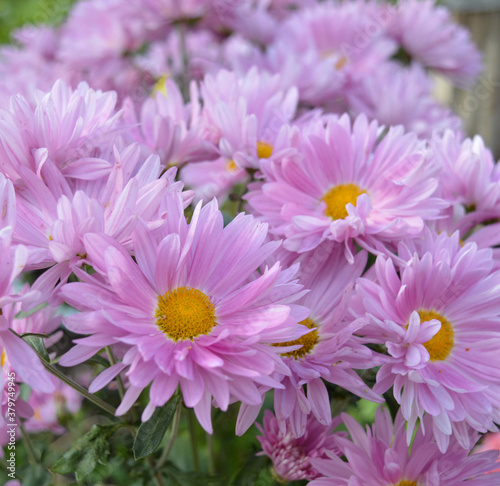 lilac perennial Aster flowers in a large bouquet bloom in summer and autumn