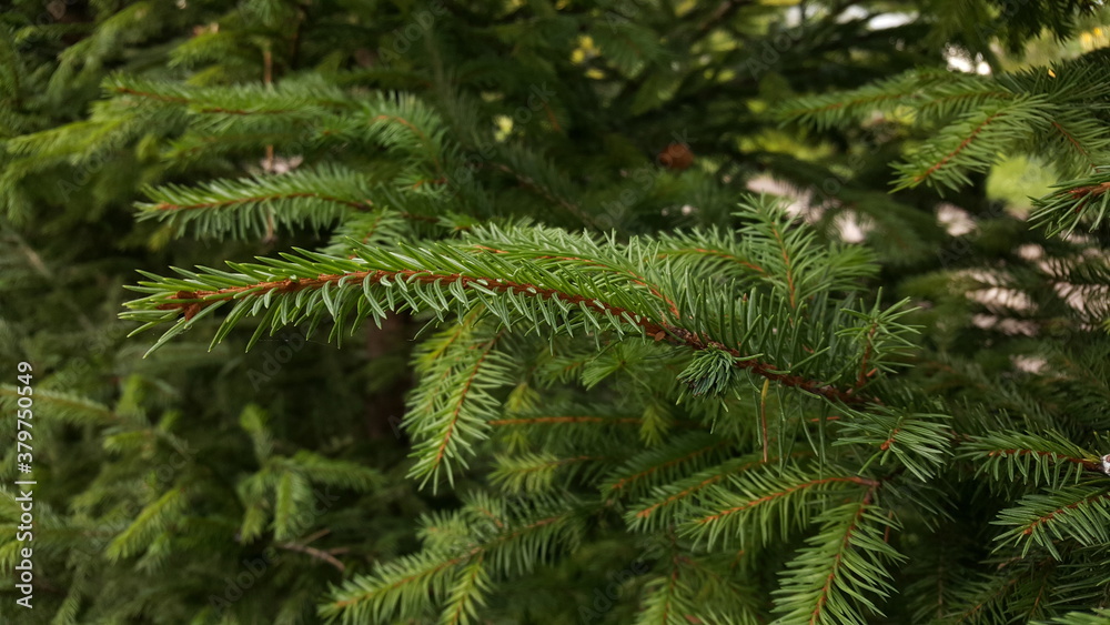 Green spruce twig with needles against the background of other coniferous branches in natural environment.