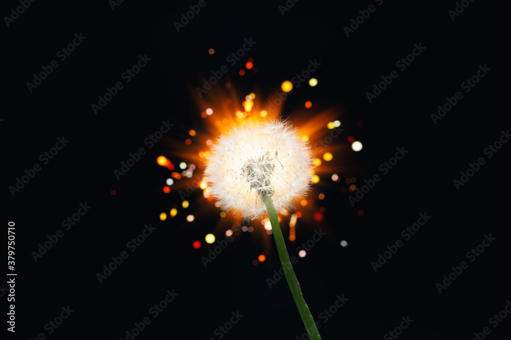 Obraz premium dandelion flower on shiny firework background