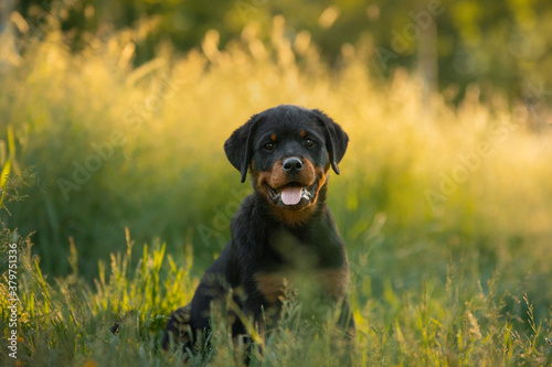 Rottweiler dog in nature. portrait of a puppy on the grass. pet in park