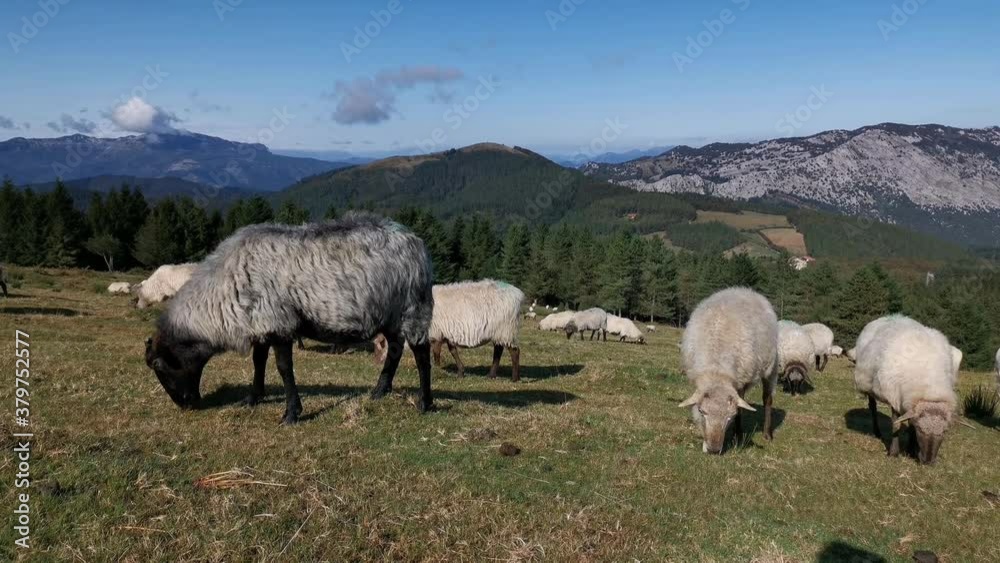Flock of sheep grazing peacefully in Urkiola Flock of sheep grazing peacefully in Urkiola