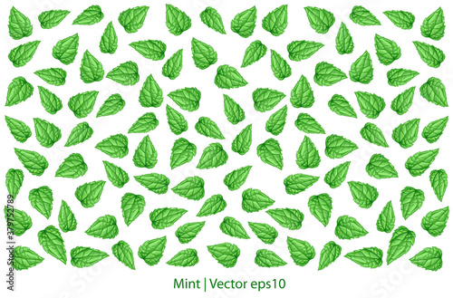
Vector pattern with fresh mint leaves. Mint isolated on white background