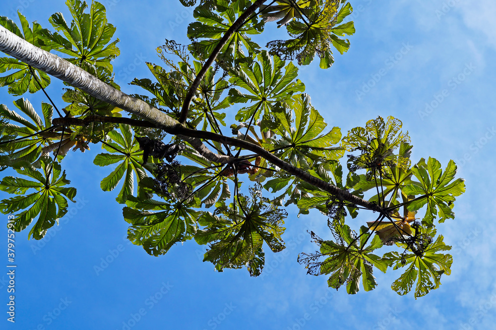 Obraz premium Cecropia tree and blue sky