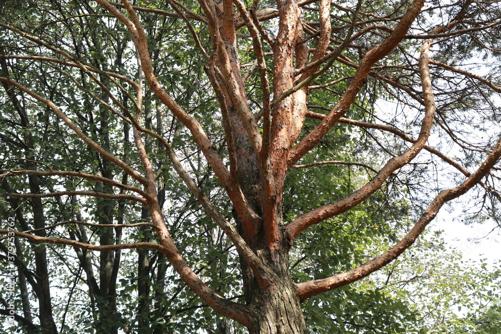 Fototapeta premium tree in a park