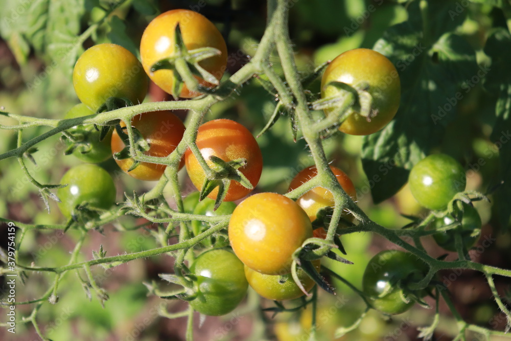 tomatoes on the branch