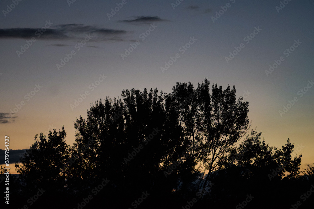 tree silhouette tree silhouette