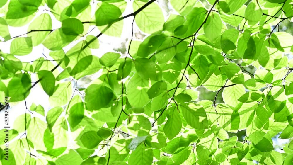sun shining through green leaves in beech forest - clean environment and freedom conceptual footage sun shining through green leaves in beech forest - clean environment and freedom conceptual footage