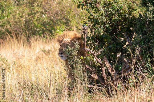 ケニアのマサイマラ国立保護区で見かけた、日陰で休む雄ライオン