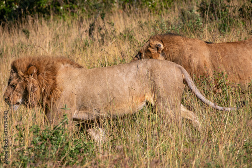 ケニアのマサイマラ国立保護区で見かけた、雄ライオンと雌ライオンのペア