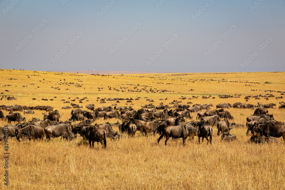 ケニアのマサイマラ国立保護区で見かけた、草原にいるヌーの大群と青空