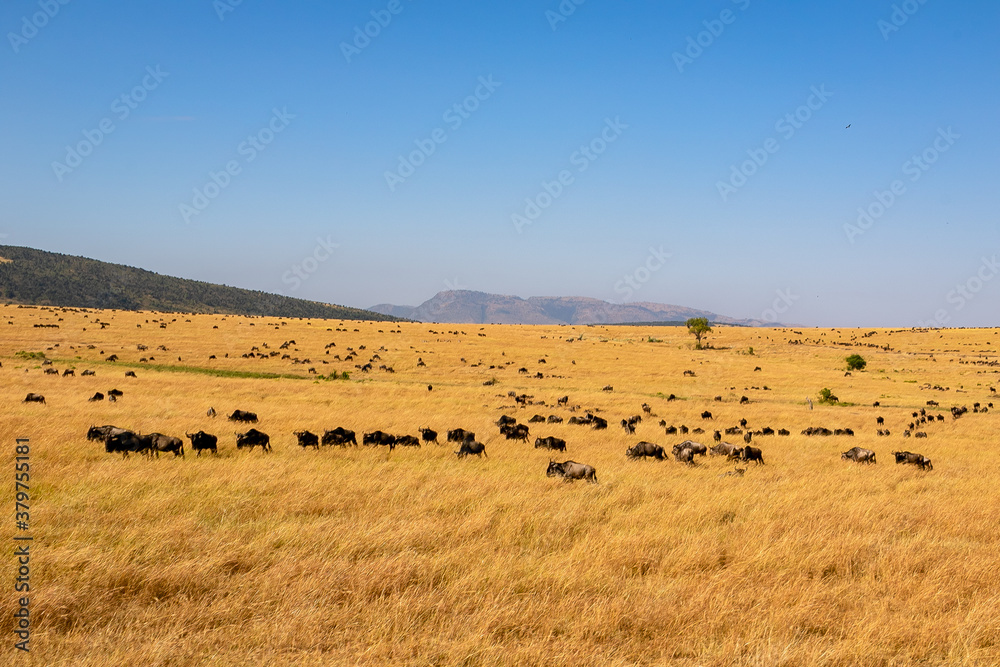 ケニアのマサイマラ国立保護区で見かけた、草原にいるヌーの群れと青空