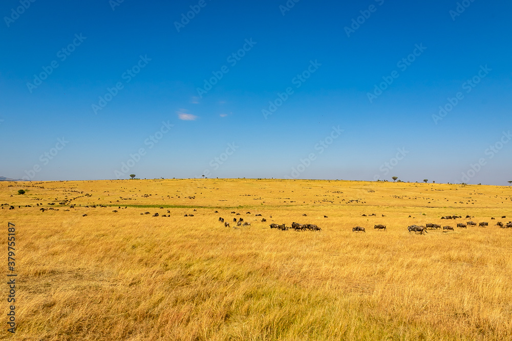 ケニアのマサイマラ国立保護区で見かけた、草原にいるヌーの群れと青空